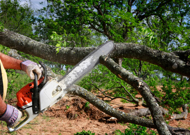 How Our Tree Care Process Works  in  West Wendover, NV